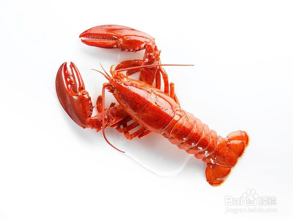 龙虾需清洗干净才能吃哦