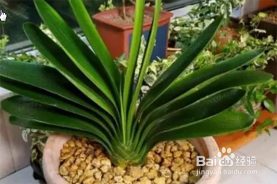 君子兰如何过夏天