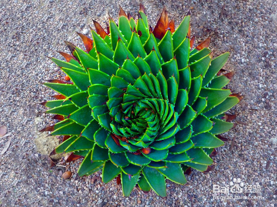 适合摆放的6种家居植物