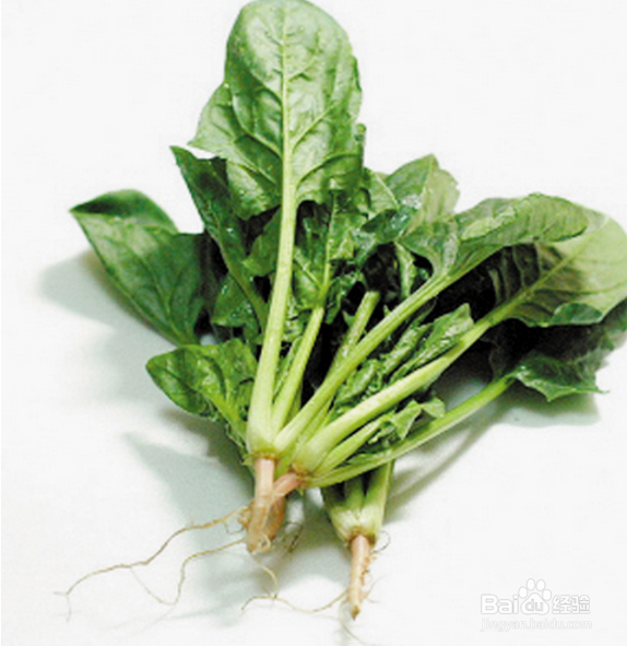 菠菜茎叶柔软滑嫩,味美色鲜,含有丰富维生素c,胡萝卜素,蛋白质,以及铁