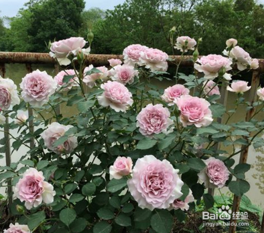 月季夏季怎样不休眠