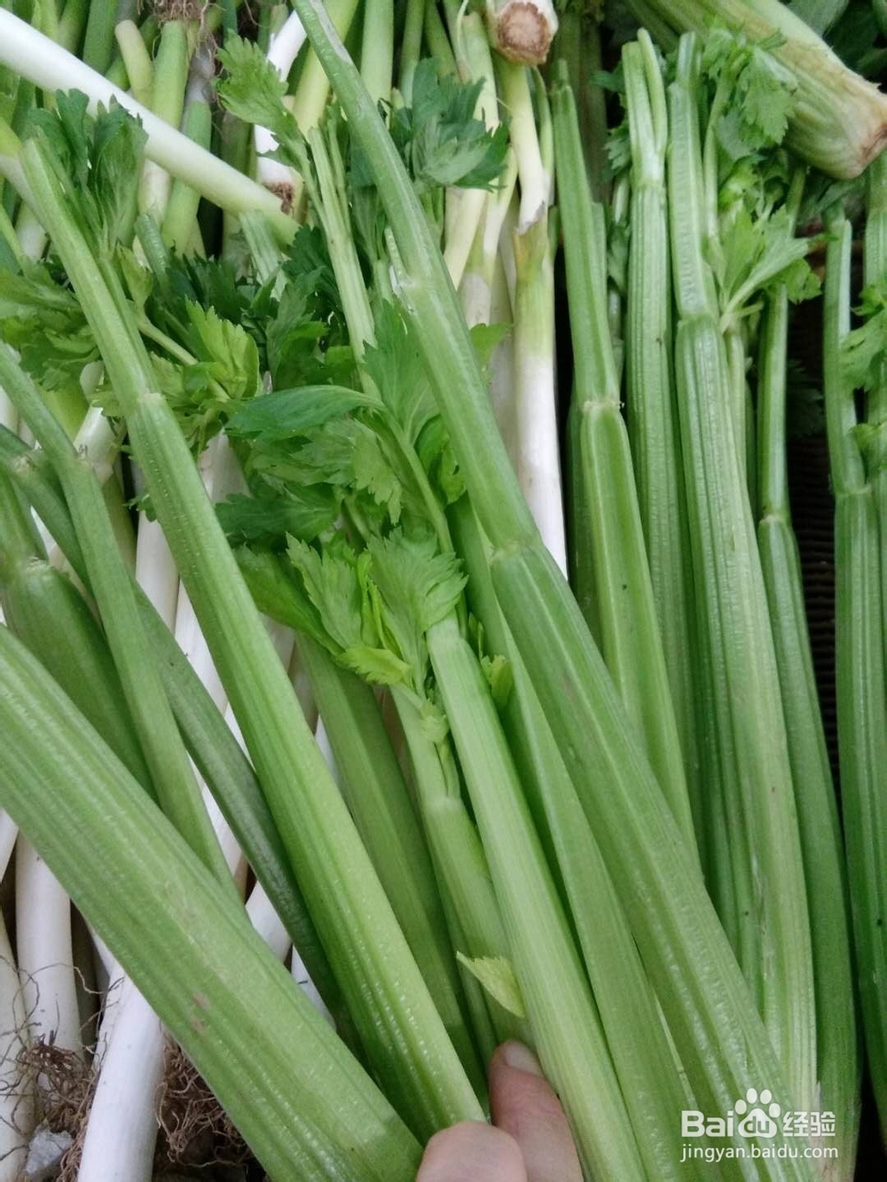 多吃芹菜有好处吗？