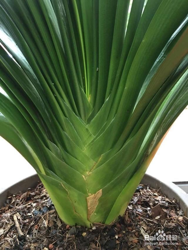 君子兰夏天如何浇水