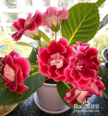 大岩桐花怎么养