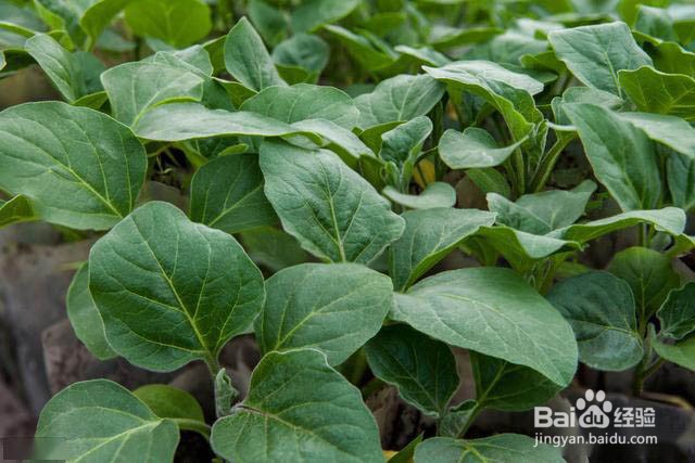 茄子抗重茬的防治方法