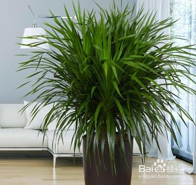 客厅大，花盆栽啥花好