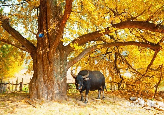 秋天时节看银杏林，从北到南慢慢看