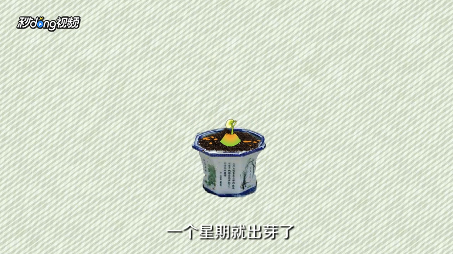 柠檬籽怎么种小盆栽