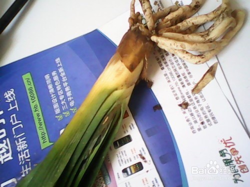 君子兰烂根原因及解决方法