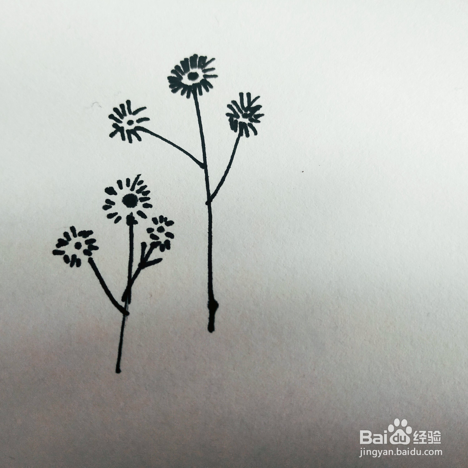 三岁孩子也能够学会的画小花简笔画的画法