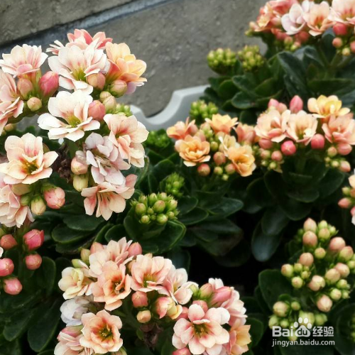 长寿花夏天该如何护养？