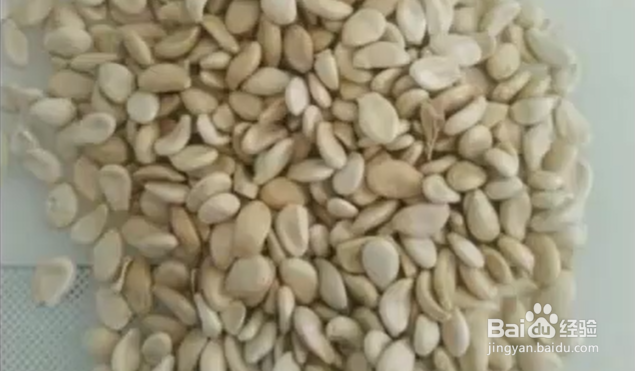 干葫芦籽怎么种植