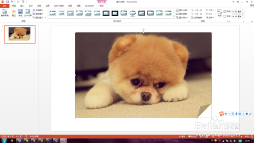 PPT如何将图片进行局部显示呢?ppt裁剪工具?