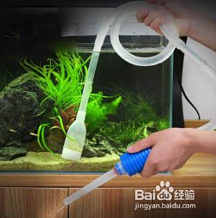 草金鱼怎么去缸里的鱼粪 百度经验