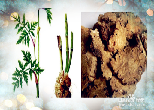 美容四物汤膳食食疗改善女性妇科月经并营养子宫