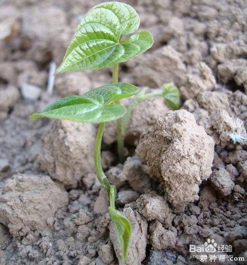 山药发芽了如何栽种