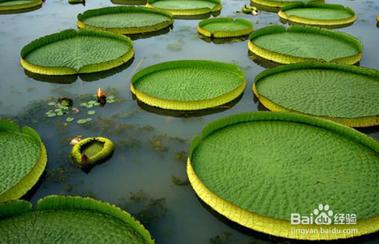 水生植物景观如何维护保养