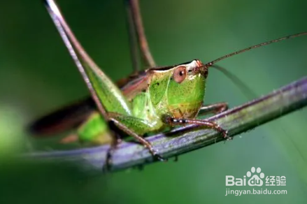 蚂蚱怎么分公母?