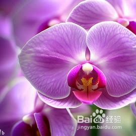 如何养护蝴蝶兰花