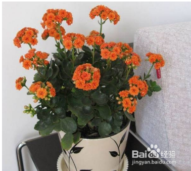 长寿花养殖方法之七大技巧分享