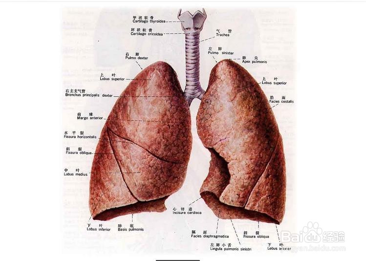 <b>肺部的认识及保养</b>