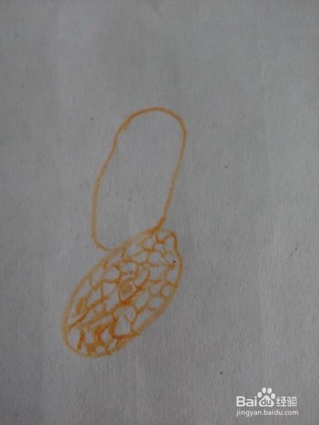 简单画一画花生
