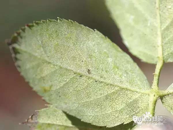 如何养花不招虫