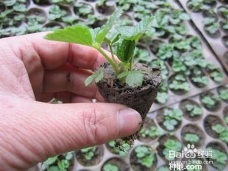 草莓育苗要注意什么？