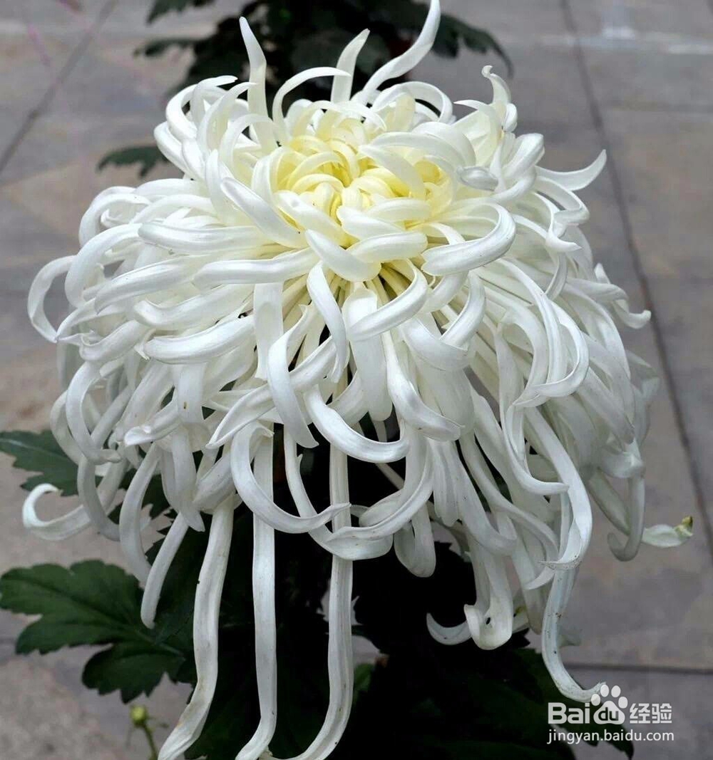 菊花优质品是什么特征?