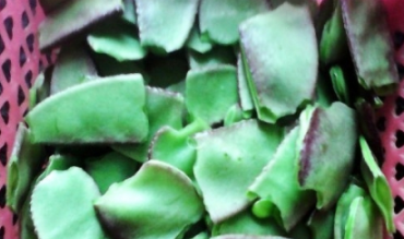 泥巴豆怎么炒才好吃