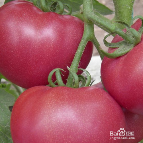 <b>西红柿什么时间段不宜吃</b>