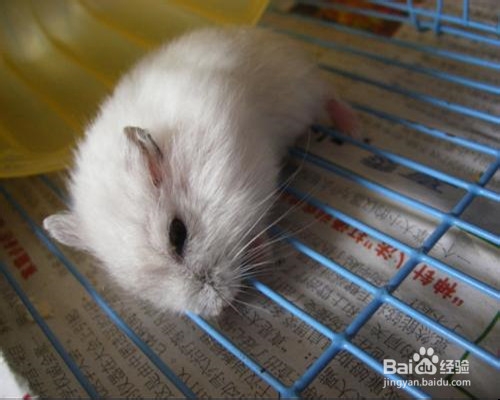 仓鼠有味道怎么办,夏天仓鼠怎么养味道小
