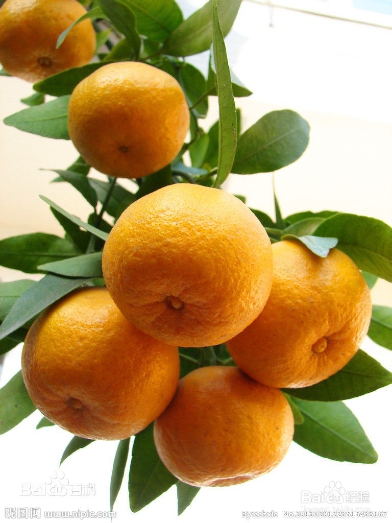 冬天如何选择水果