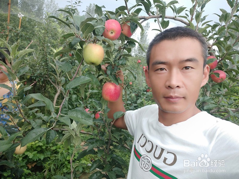 鲁丽苹果苗怎么样