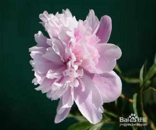 牡丹冬天养殖方法