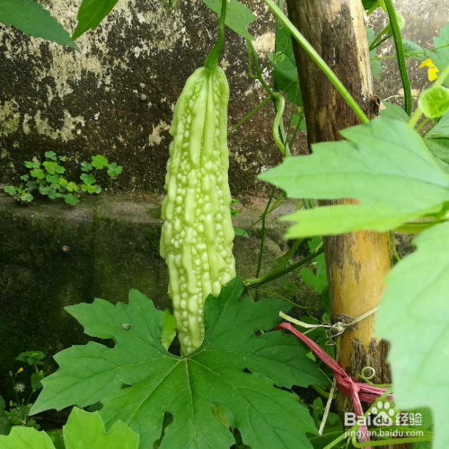 苦瓜的培育方法和注意事项