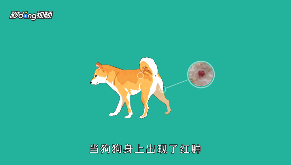 怎么辨认狗狗要驱虫了