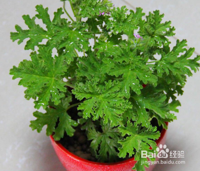 夏季驱蚊防螂小窍门?