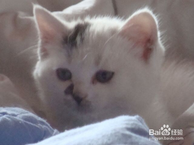 小猫掉毛怎么办