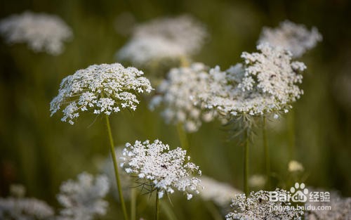 常见的插花花材类型有几种?花材详细介绍
