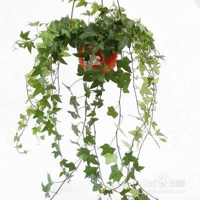 有哪些厉害的去甲醛植物呢???