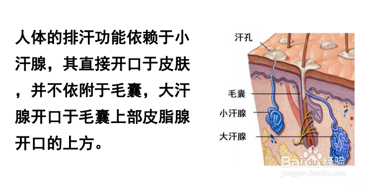 激光脱毛永久吗