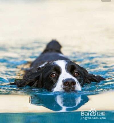中国人如何教狗狗游泳
