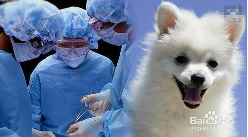 狗眼睛被咬伤怎么处理