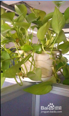黄金葛盆栽的养殖