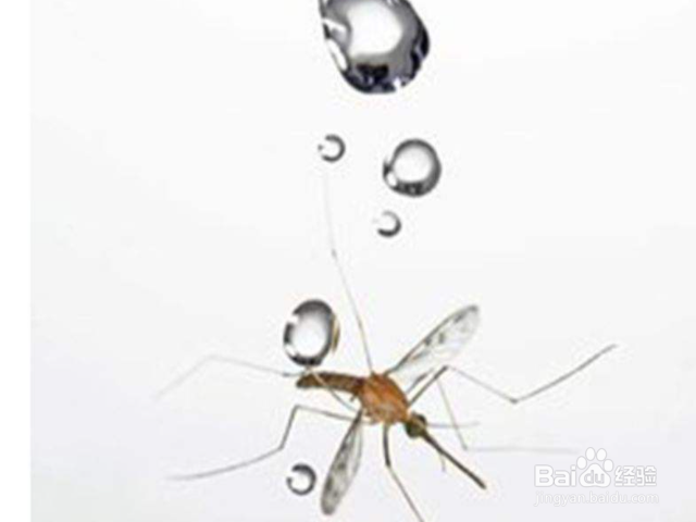 为什么下雨天蚊子不会被雨滴砸死