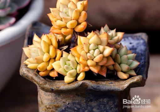 叶子变成珍珠粒，养多肉时如何让它“胖”起来？