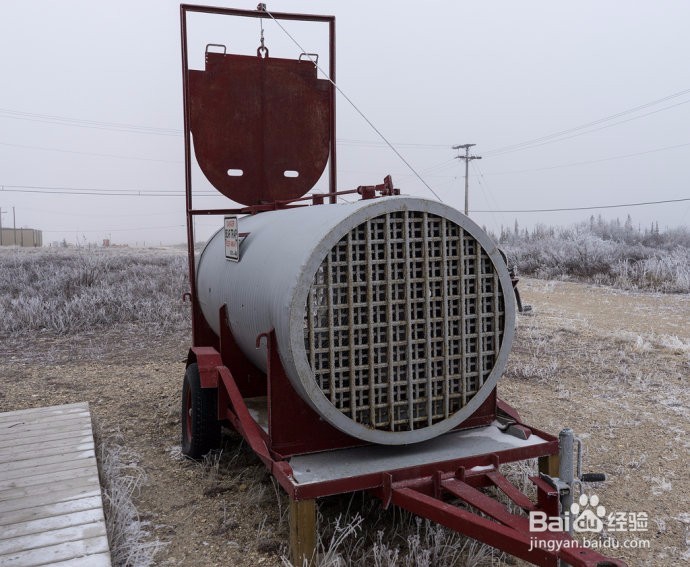 丘吉尔镇,在北极熊的自由和不自由间的选择