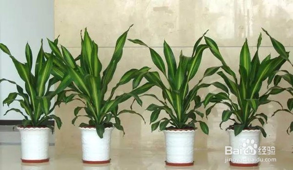 如何养好巴西木