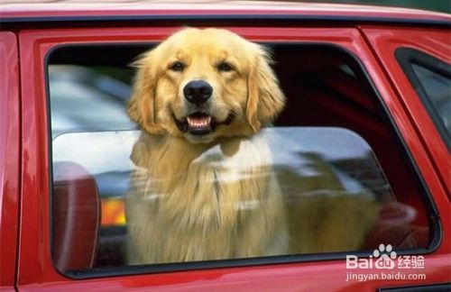 如何带宠物安全乘车？